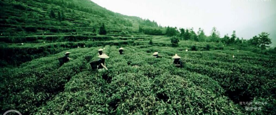 茶園宣傳片，廣告宣傳片